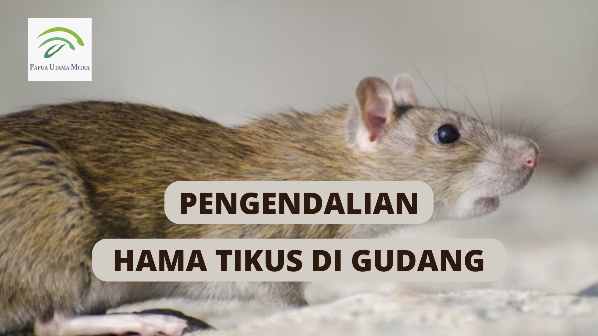 Pengendalian Hama Tikus di Gudang